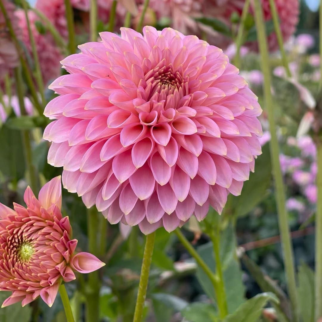 Георгина Блумквист Пинк Парфе (Bloomquist Pink Parfait)