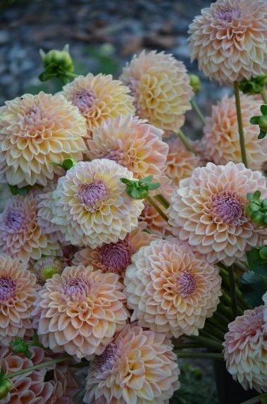 Георгина РМ Саммер Хейз (RM SUMMER HAZE)