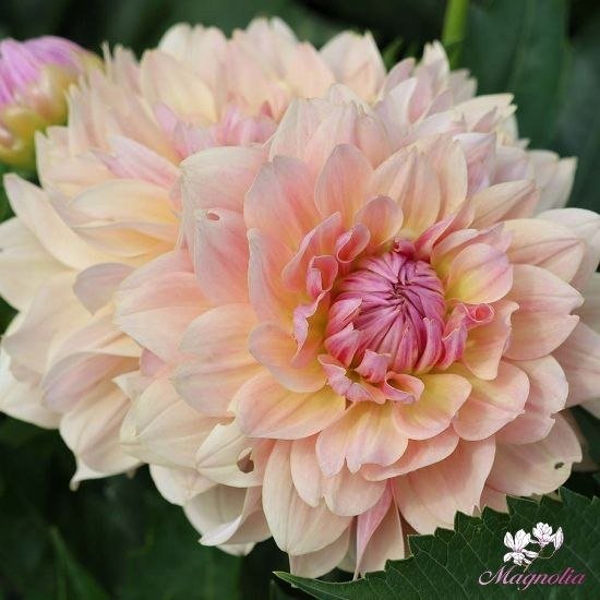 Георгина Джоэлс Фаворит (Joel's Favourite) — фото 1