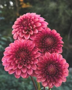 Георгина КАс Рози Джо (KA’s Rosie Jo)