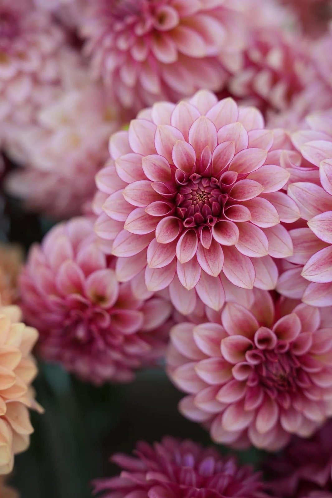 Георгина РМ Распбери Твинкл (RM Raspberry Twinkle)