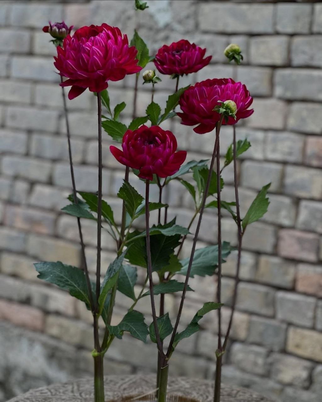 Георгина Сандия Берта (Sandia Bertha) — фото 1