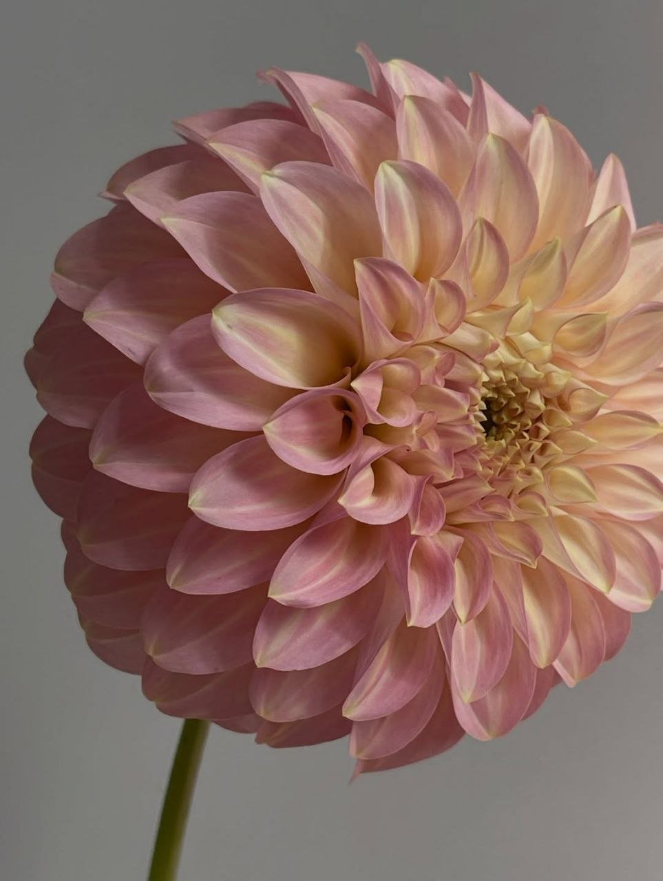 Георгина Курабель Джесси (Coorabell Jessie)