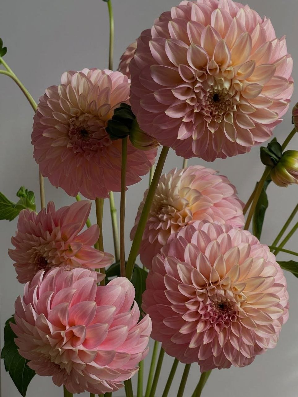 Георгина Курабель Джесси (Coorabell Jessie) — фото 1