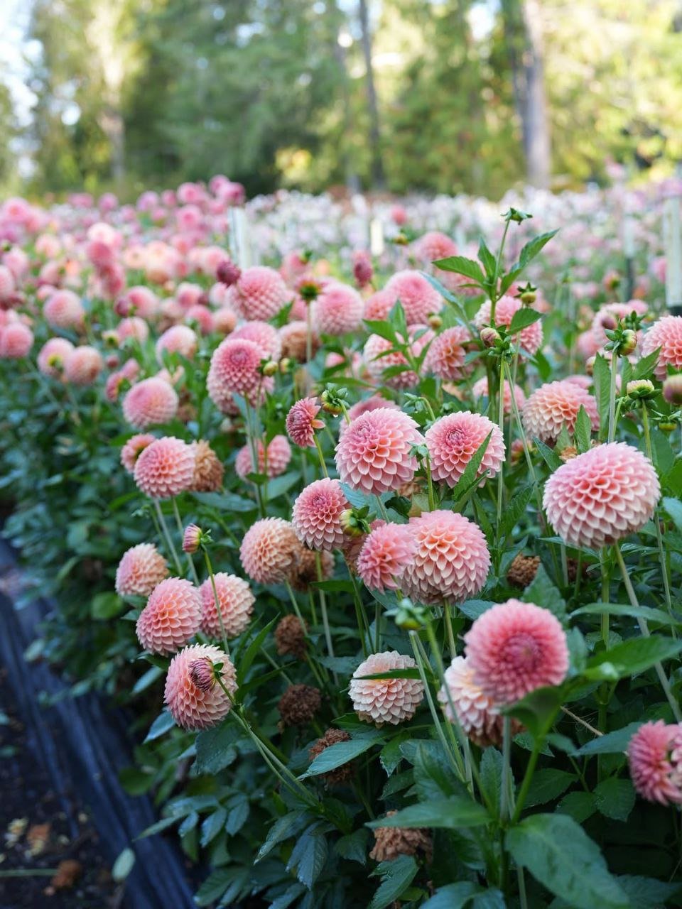 Георгина РМ Люр (RM Lure) — фото 1