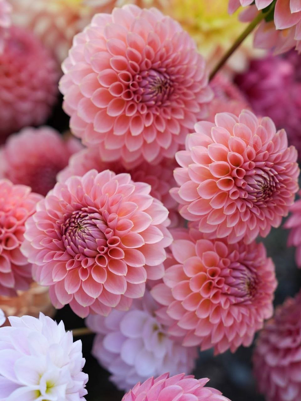 Георгина РМ Люр (RM Lure) — фото 1