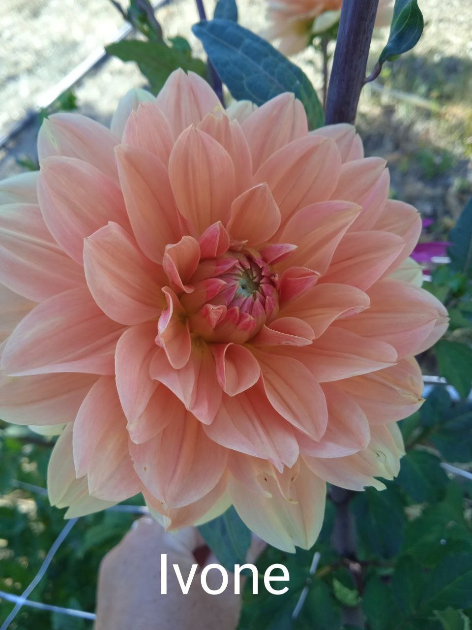 Георгина Ивон (Ivone)