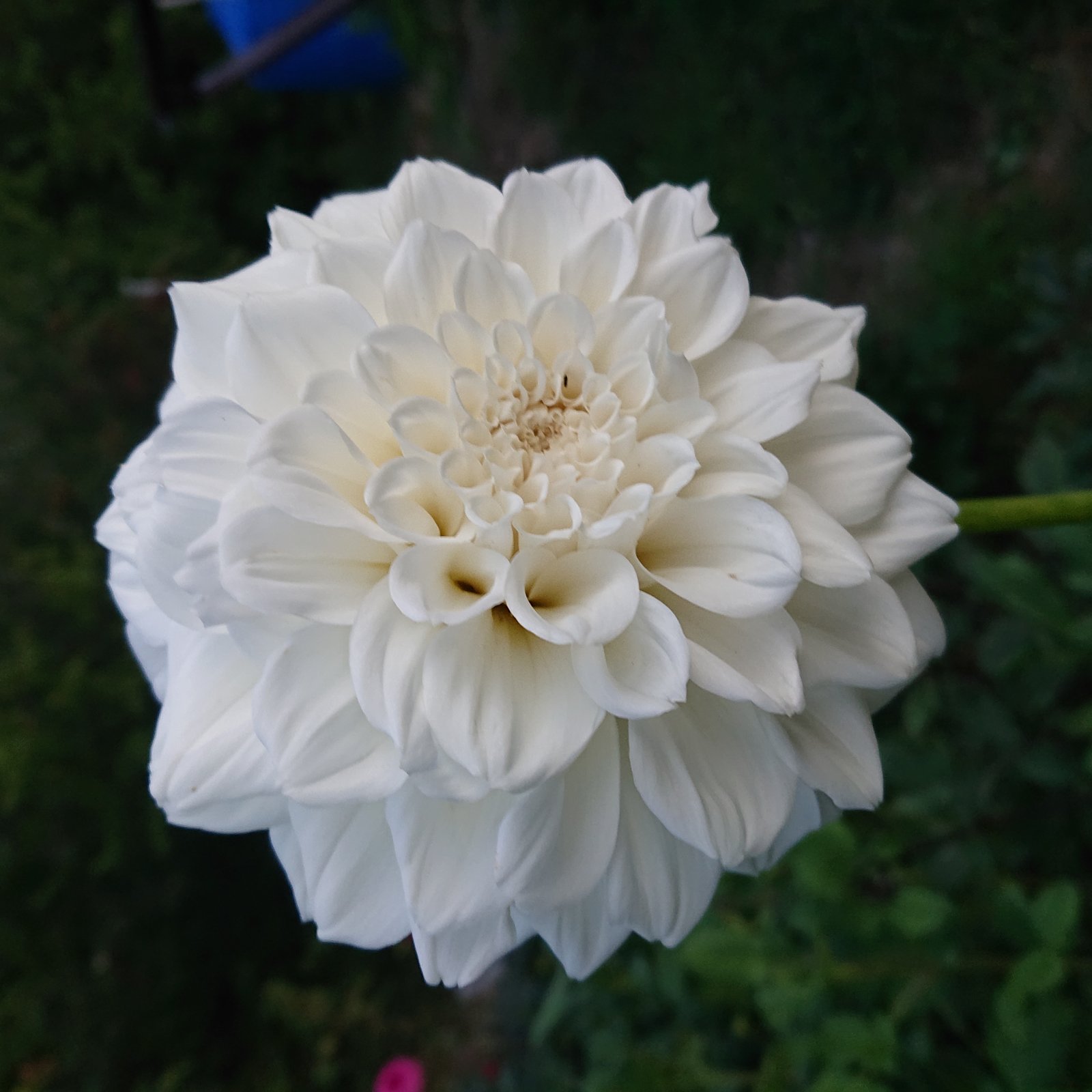Георгина Айриш Рафлс (Irish Ruffles) — фото 1