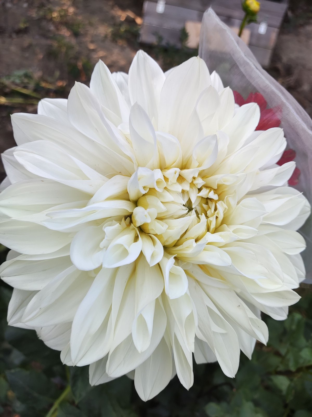 Георгина Вайт Перфекшн (White Perfection)